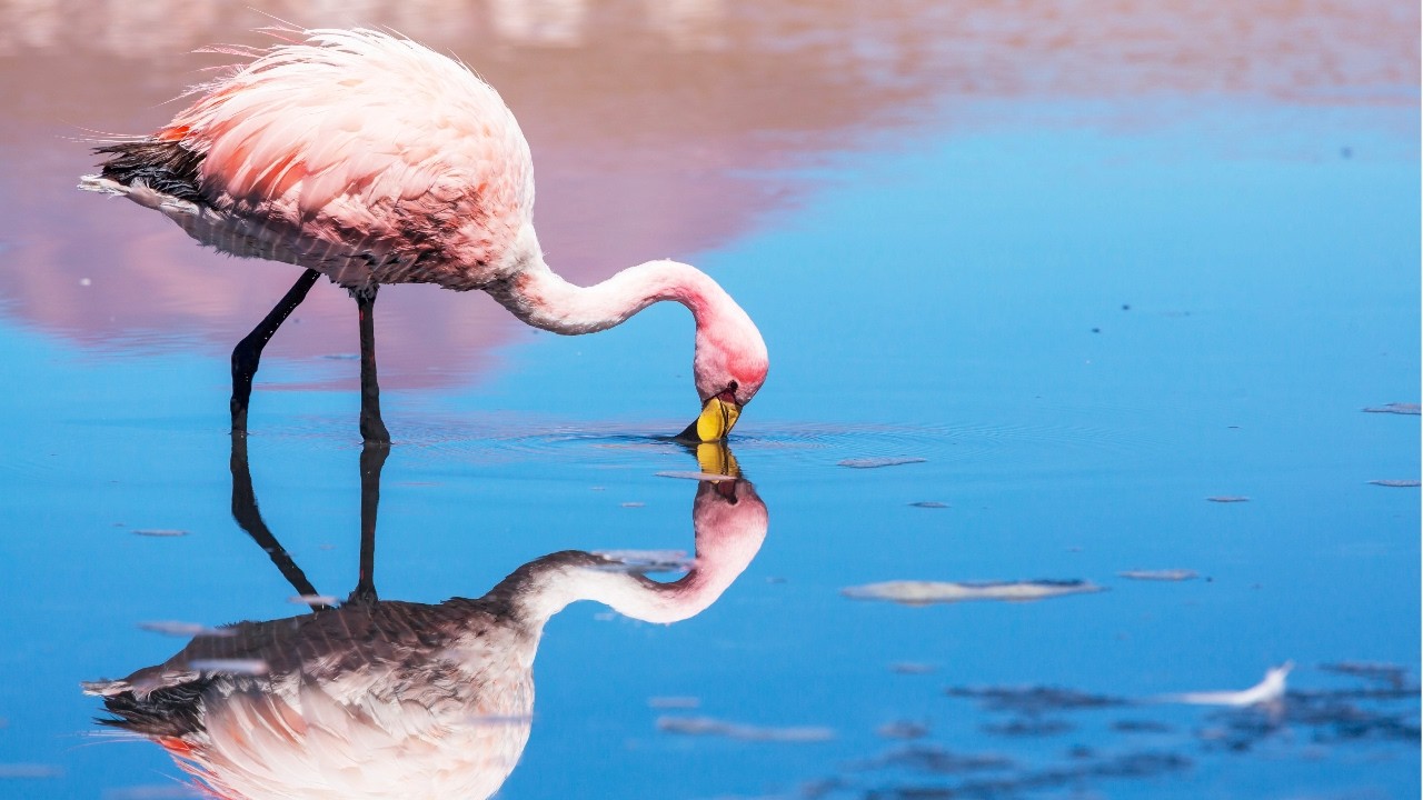 Watch 10 Hours Of Vibrant Flamingos In Their Natural Habitat 4K on YouTube Watch 10 Hours Of Vibrant Flamingos In Their Natural Habitat 4K on YouTube