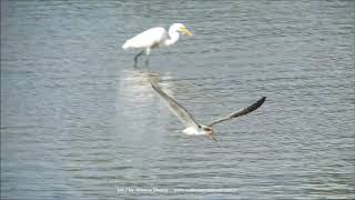 Black Skimmer fishing in Maldonado River UY 2 2020 Antonio Silveira