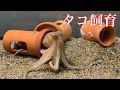 タコの飼育始めました【アクアリウム】