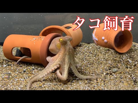 タコの飼育始めました アクアリウム Youtube