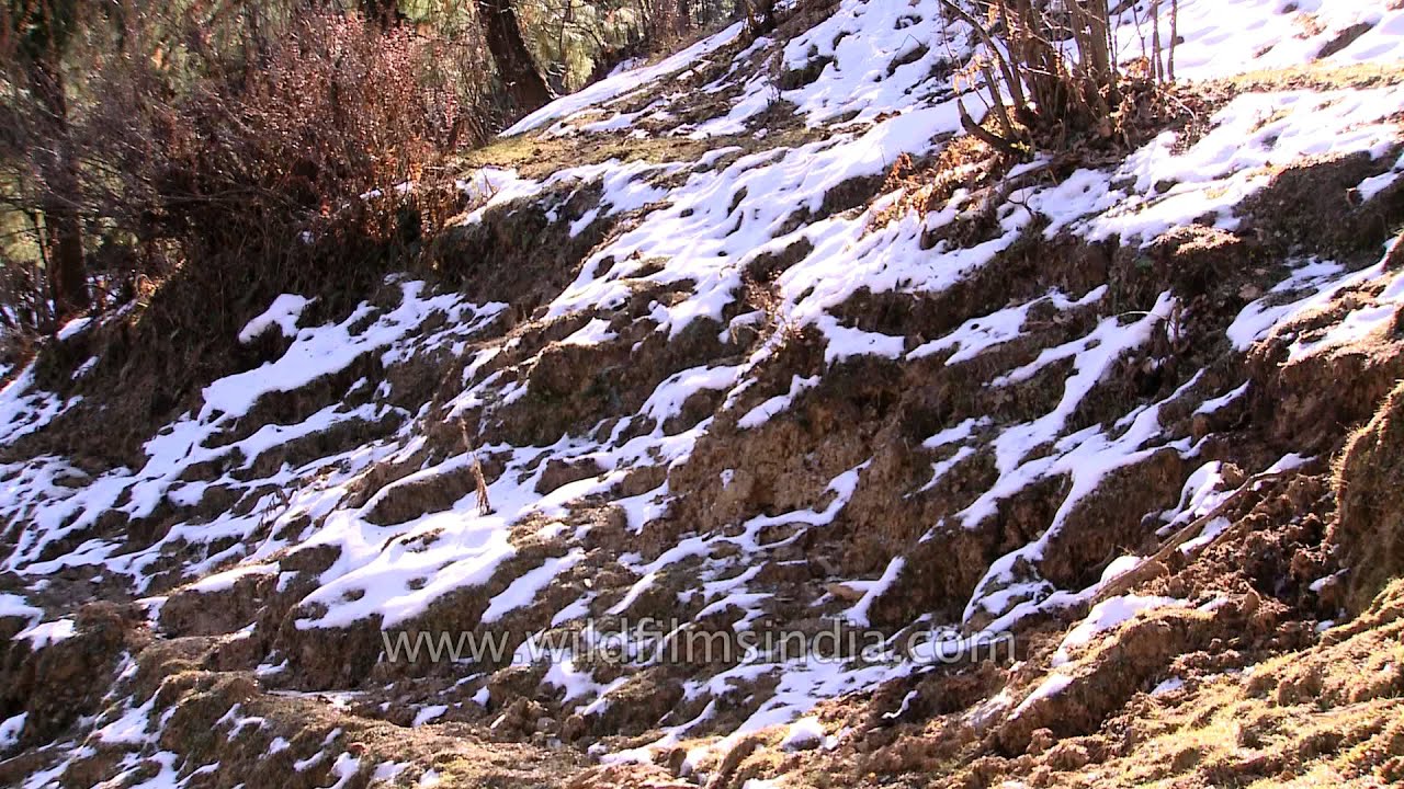 View of Himalayas from Kuppad