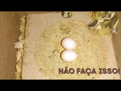 Vídeo: Quando as pegas fazem ninho na Austrália?