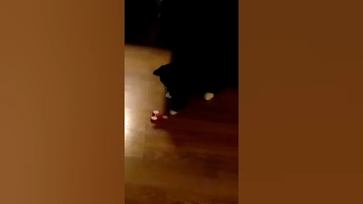 Cat playing