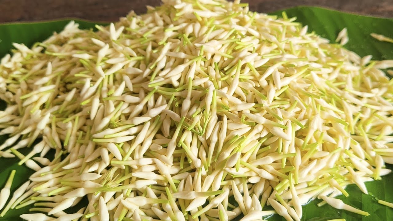ಮಲ್ಲಿಗೆ ಗಿಡಗಳಲ್ಲಿ ಕಡಿಮೆ ಹೂವು ಆದರೂ ಕಷ್ಟ ಹೆಚ್ಚು ಹೆಚ್ಚು ಹೂವು ಆದರೂ ಕಷ್ಟ... #ಮಲ್ಲಿಗೆ #gardening 