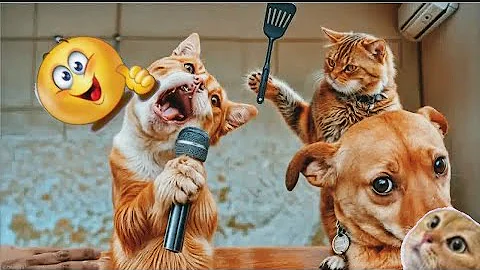 Video 5031821: funniest hilarious cat dog, hilarious funny cat dog, animals funniest cats dogs