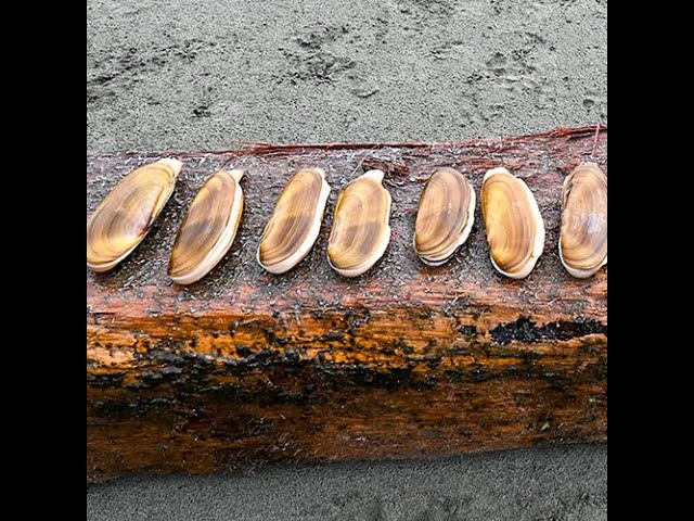 Razor Clam Adventure (NEW) – Wild Food Adventures