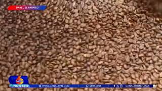 Alcaldía entrega semilla de café geisha a productores