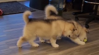 Puppy playtime before Luna flies out to be with her new family by Maukadorable 800 views 1 month ago 2 minutes, 5 seconds