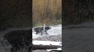 Grizzly Bear 610 &amp; 3 cubs/snow/Jackson/ Tetons/ Yellowstone #wildlife #shorts  #wildlifephotoghraphy