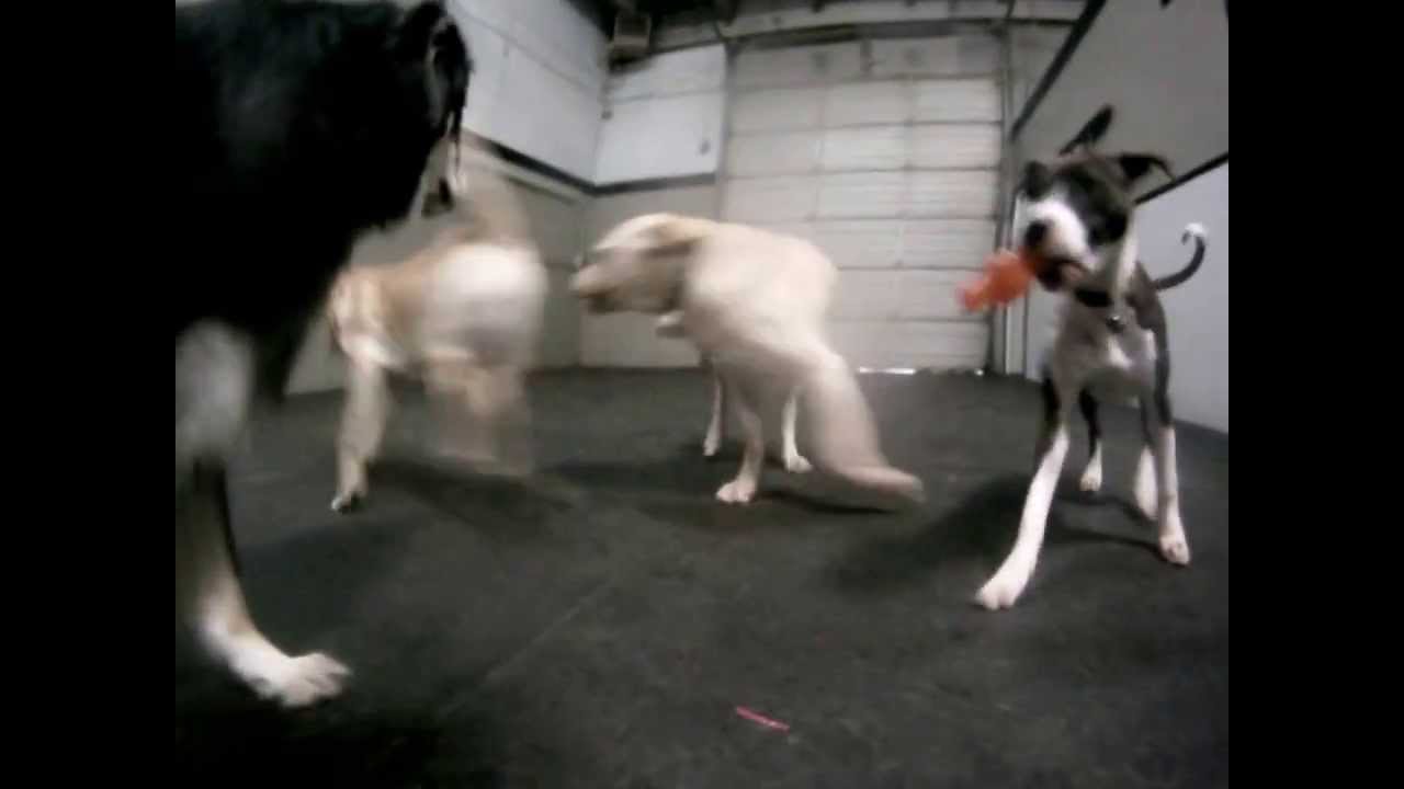 canine campus dog daycare & boarding