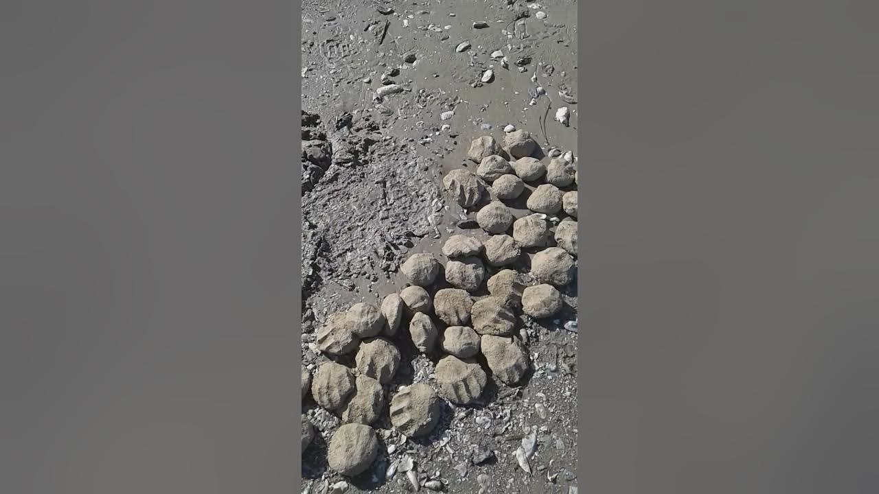 Shrimp baiting season opens in south carolina YouTube