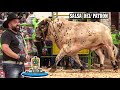 Mucho Toro! SALSA DEL PATRÓN vs CHIVITA DE SAN MARTÍN - RANCHO EL AGUAJE EN TIRIPETIO MICHOACÁN 2021