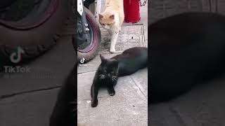 القطة لما تخون القط funny animals