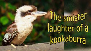 The sinister laughter of a kookaburra.