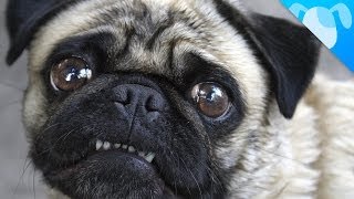 Pug Facts by Best Breed Ever 988,376 views 9 years ago 2 minutes, 23 seconds