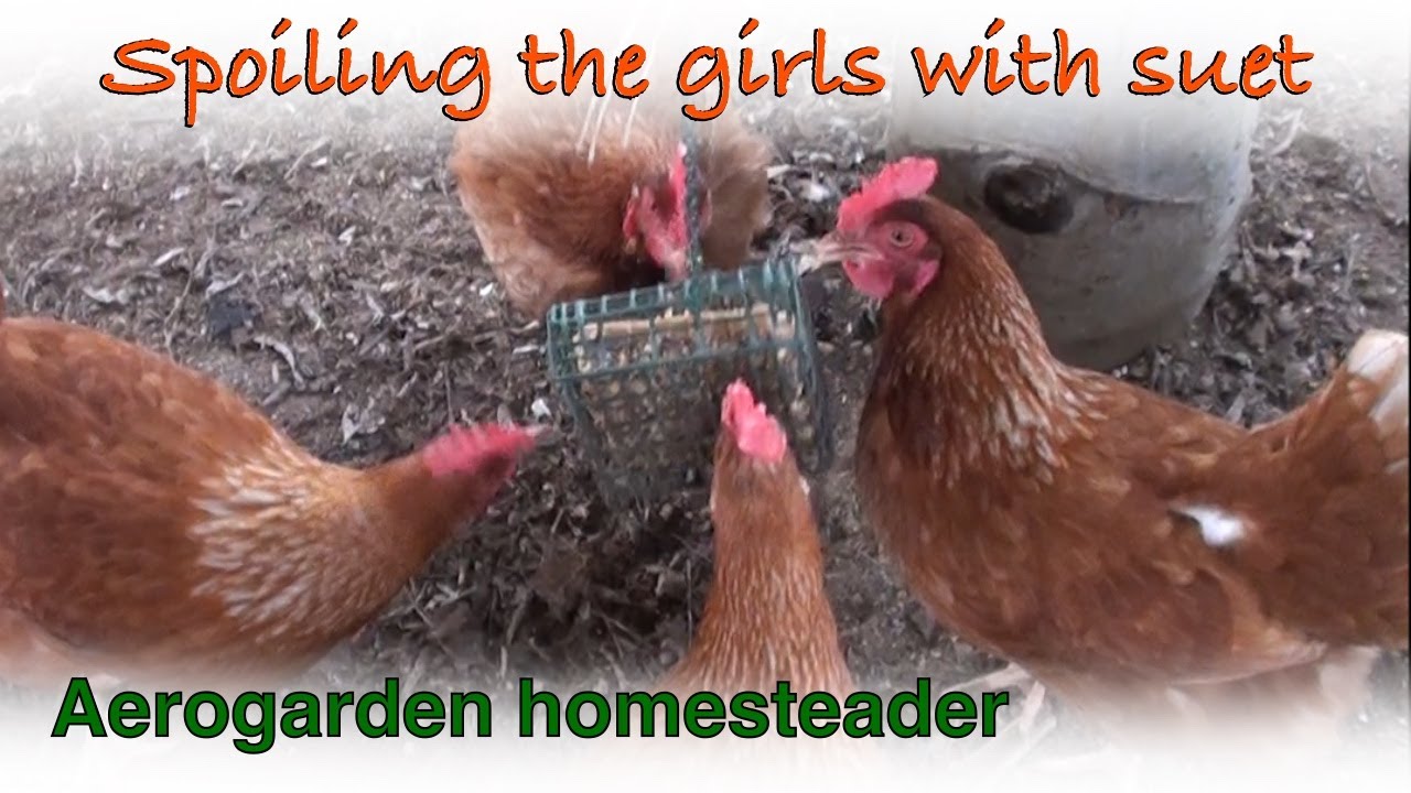 Well, that didn't work How to make suet for chickens YouTube