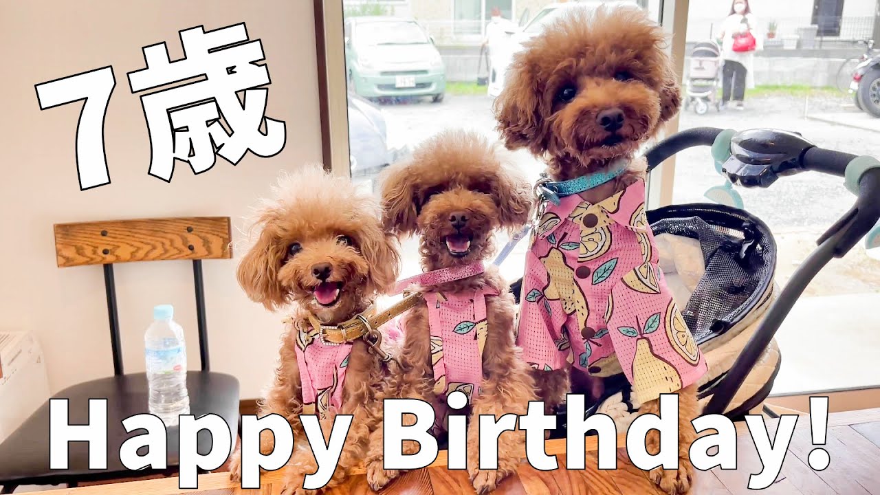 トイプさん 愛犬が7歳になりました！【トイプードル・ティーカッププードル