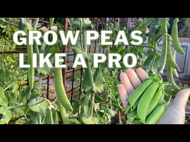 Grow PEAS like a PRO: The Ultimate Guide class=