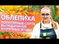 ОБЛЕПИХА. УРОЖАЙНЫЕ СОРТА и НЮАНСЫ ВЫРАЩИВАНИЯ