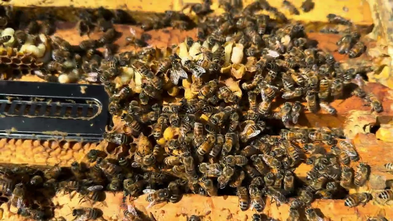 Trampa De Aceite Para Escarabajo, 18 Piezas Trampa Para Escarabajos De Colmena Trampa Para Insectos De Colmena Trampa Para Colmenas Tecnologia Avanzada