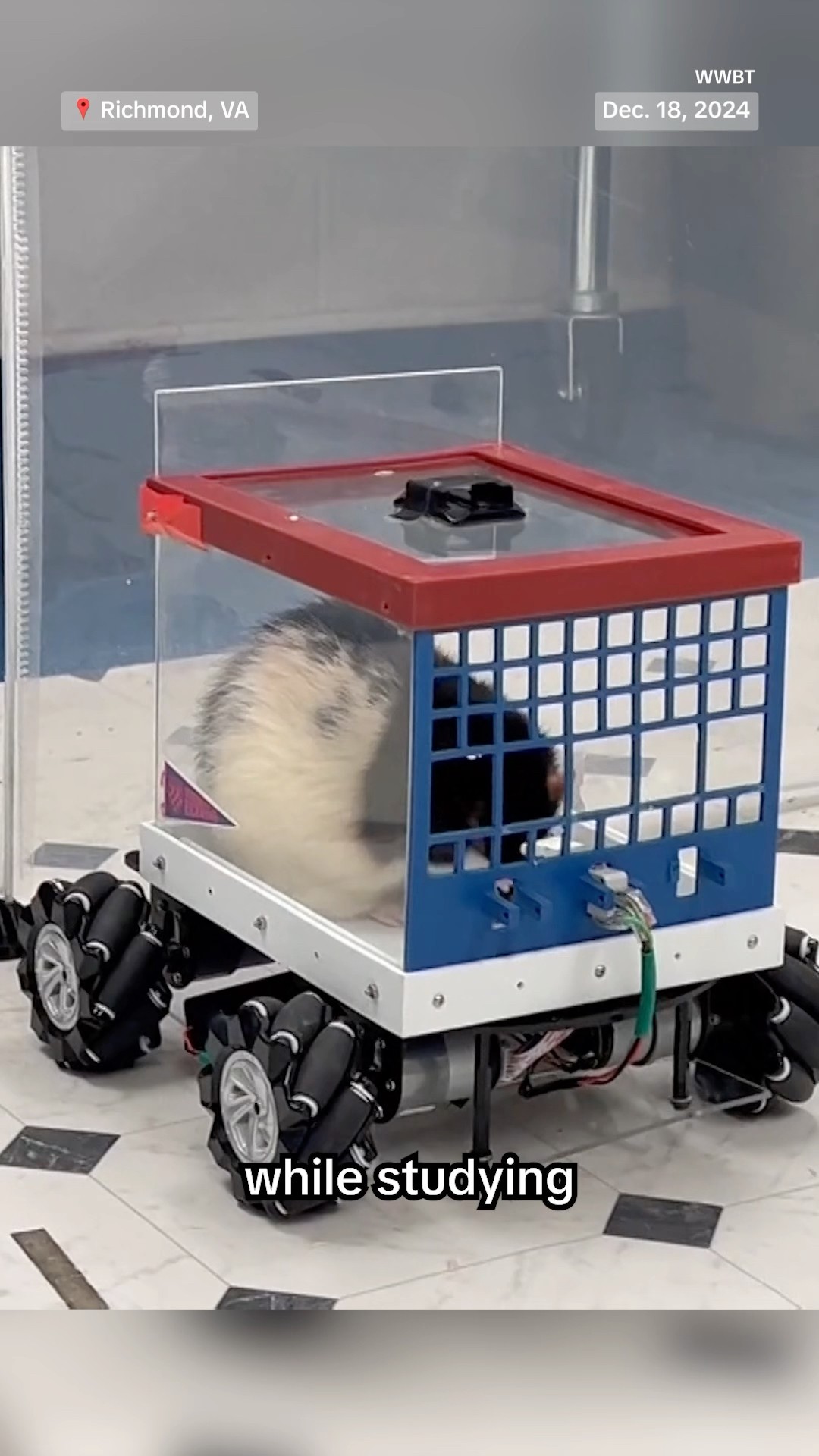 Rats learned to drive from researchers at the University of Richmond