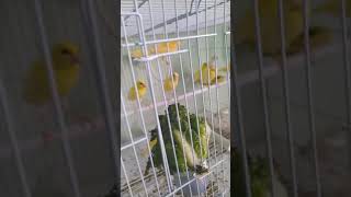 طيور الكنار المغربي من اجمل انواع اصل طيور ايطالي  للبيع