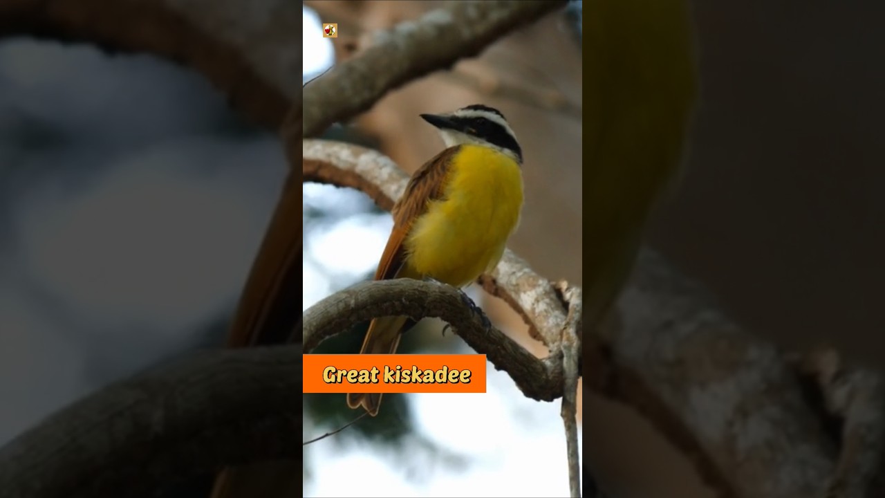 Great kiskadee bird sound 🧡