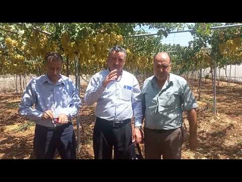 ضرورة خدمة شجرة العنب البيروتي الزيني الطويل بنهاية الموسم