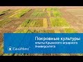 Покровные культуры. Опыты крымского агроуниверситета