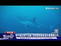地中海出現大白鯊! 西西里現身距潛水員僅幾公尺｜TVBS新聞 @TVBSNEWS01