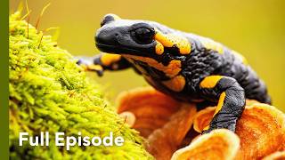 Outsmarting Death: How Prey Animals Beat Their Predators | Attack and Defend 105