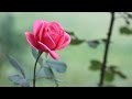 صلى الله على محمد نور الدين خورشيد Islamic Arabic Nasheed صلى الله على محمد نور الدين خورشيد Islamic Arabic Nasheed