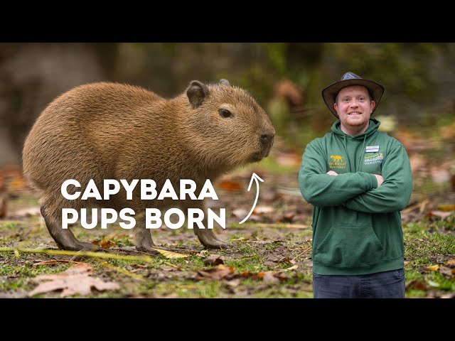 Cute Capybara Babies Born  Paradise Wildlife Park 