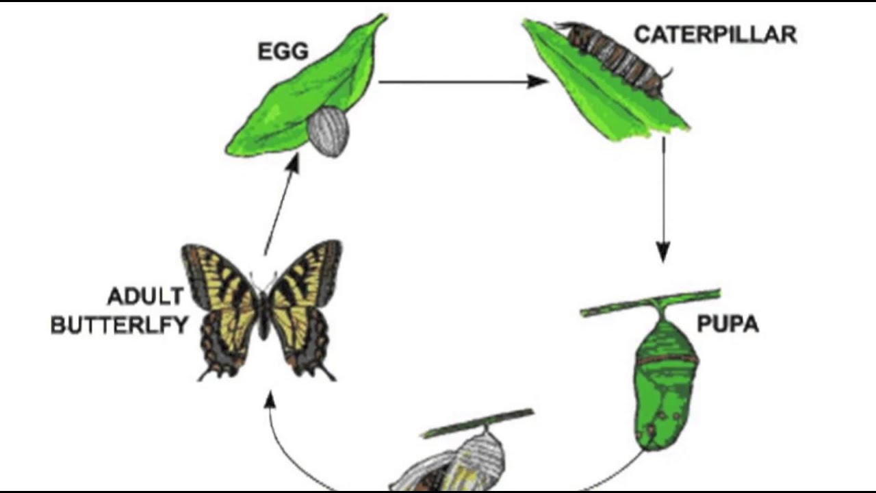 Science - Reproduction - Life Cycles - Sequencing - What Happens Next ...
