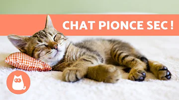 Est Il Normal Qu Un Chaton Dort Beaucoup Est Il Normal Qu Un Chaton Dort Beaucoup