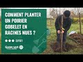 Tuto Comment Planter Un Poirier Gobelet En Racines Nues mp3