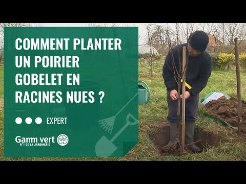 Vidéo: Comment tremper la racine pivotante ?