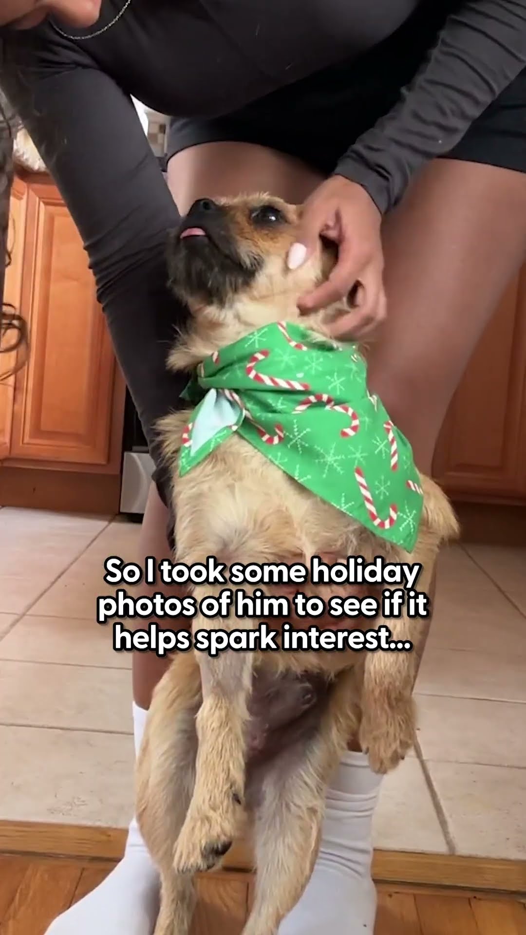 I Took Holiday Photos Of My Foster – Here Are The Results! | The Pack
