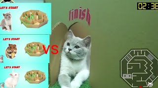 Maze game with Kitten vs Hamster vs Rabbit #4|cat_and_dog