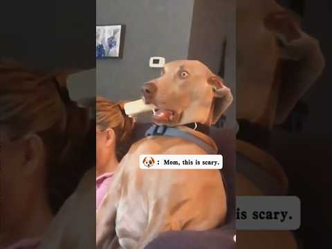 Dogs being idiots with TV part 167 🤣🐕 #funnydog #funnypet #cutedog #dog #pets #shorts