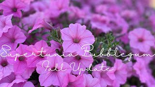 Supertunia Bubblegum November Update