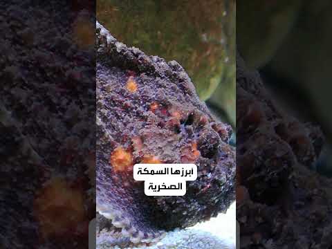 مغامر سعودي يكشف لنا ما يدور في أعماق البحر الأحمر ليلا