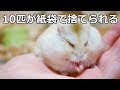【お願い】ハムスターを繁殖させて捨てないで! ジャンガリアン10匹が捨てられていた件