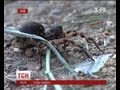 У Криму тарантули атакували дитсадок