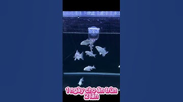 Cách chăm sóc cá chép phi tần để chúng lớn nhanh - How to raise butterfly carp  #chepphitan #koi