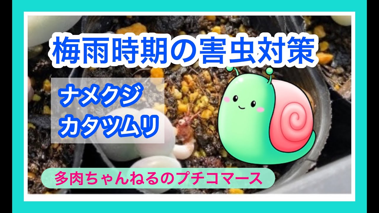 梅雨の害虫対策 多肉を食べるカタツムリ ナメクジの対処方法 閲覧注意 Youtube