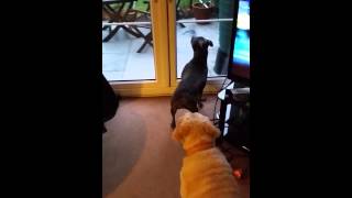 Blue Staffordshire Bull Terrier & Den Retriever