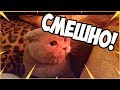 12 ЧАСОВ ЗЛЫХ КОТИКОВ!