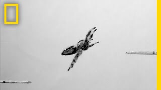 Scientists Teach Spider to Jump on Demand | National Geographic