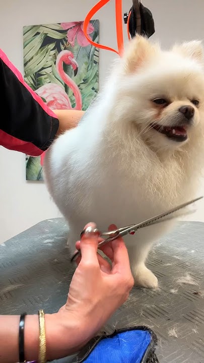💥 Прокусила даже перчатку 🩸 Шикарный Шпиц на груминге 🐶 - YouTube